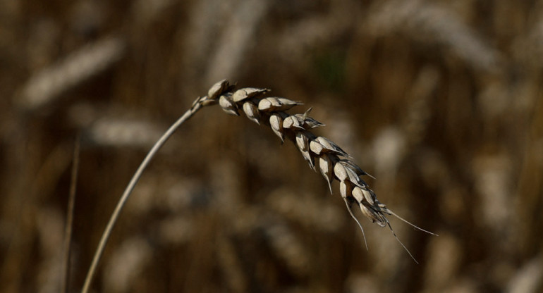 La industria agrícola está en peligro. Foto: Reuters