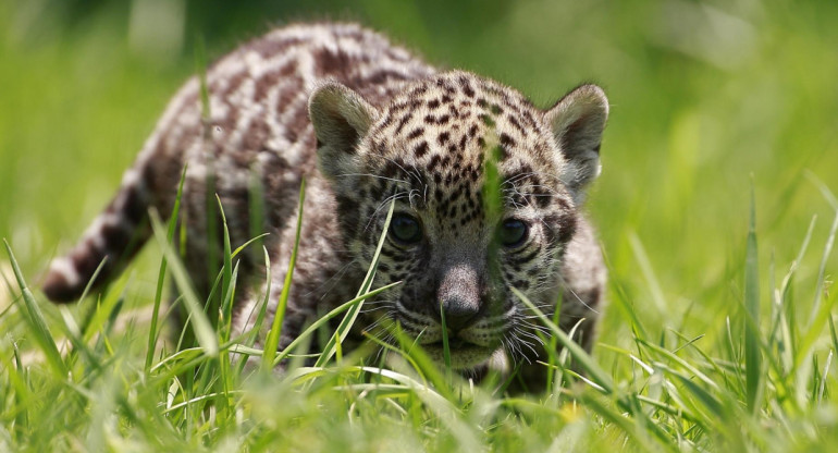 Jaguar. Foto: EFE.