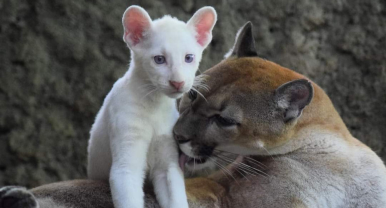 Puma albino en peligro de extinción. Foto: Twiter/@visitnicaragua