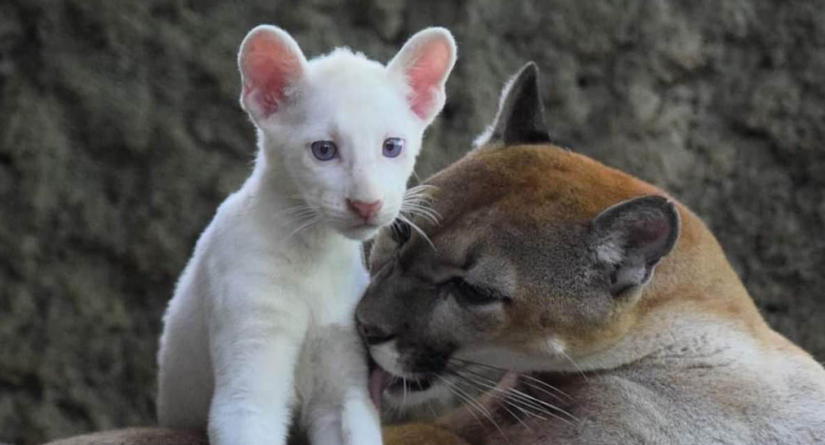 Puma albino en peligro de extinción. Foto: Twiter/@visitnicaragua