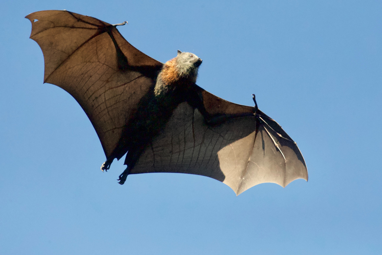 Nipah, transmitidos por muercielagos. Foto: Unsplash