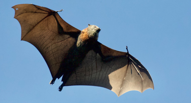 Nipah, transmitidos por muercielagos. Foto: Unsplash