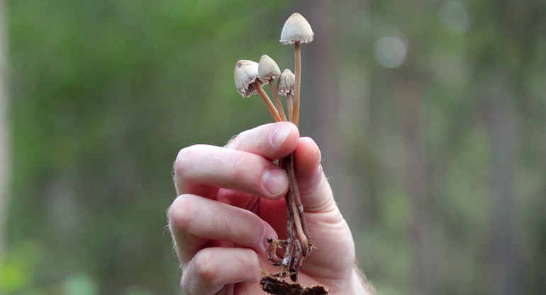 Hongos psilocybes o alucinógenos. Foto: Unsplash.