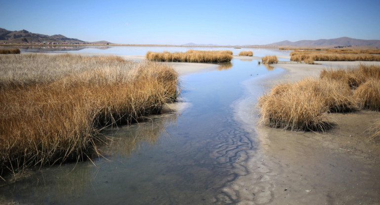 Vista de vegetación seca a orillas del lago Titicaca. Foto: EFE.