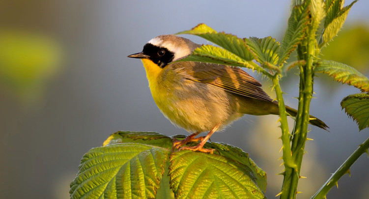 La reinita de Bachman habitaba en Florida y Carolina del Sur. Foto Unsplash.