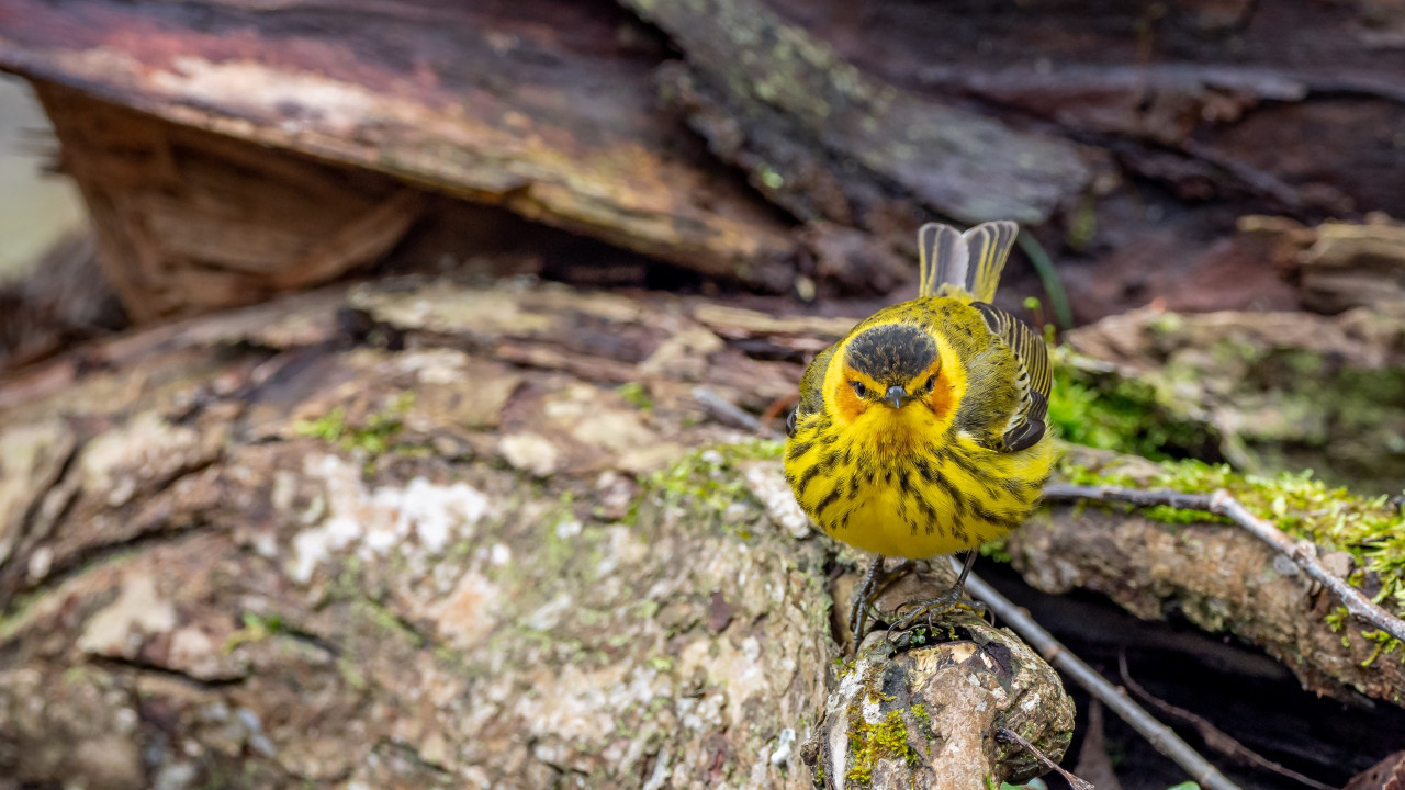 La pérdida del hábitat de los bosques fue el principal motivo de su extinción. Foto Unsplash.