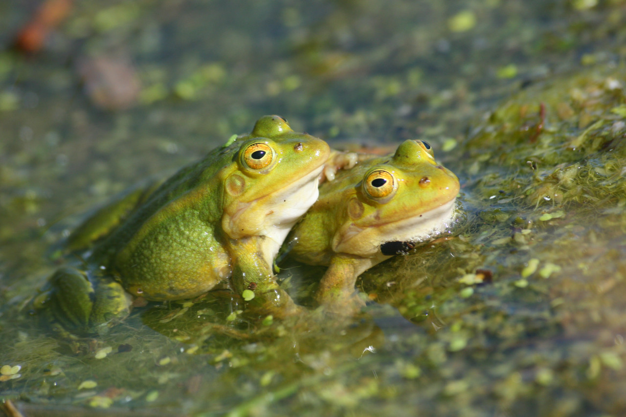 Ranas. Foto: Unsplash.