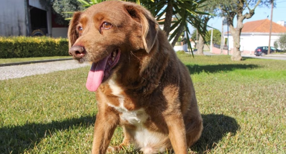 Bobi, el perro más longevo del mundo, muere en Portugal a los 31 años de edad. REUTERS