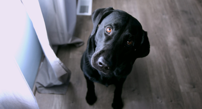 Estudio asegura que los perros saben si las personas mienten. Foto: Unsplash.