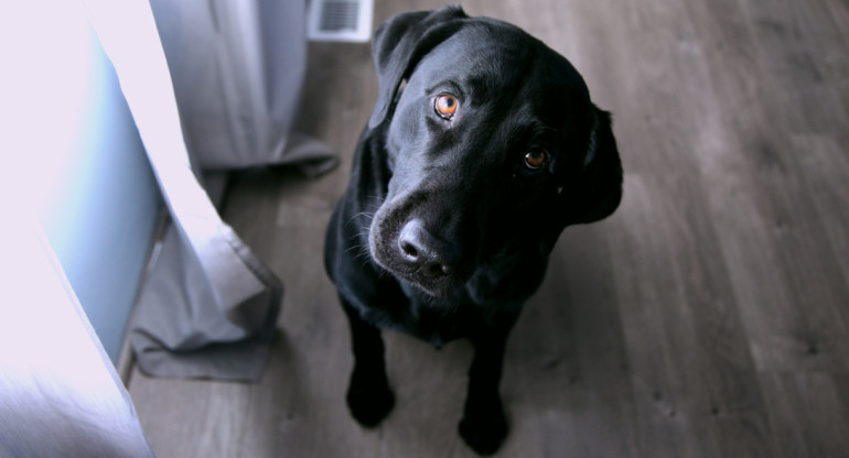 Estudio asegura que los perros saben si las personas mienten. Foto: Unsplash.