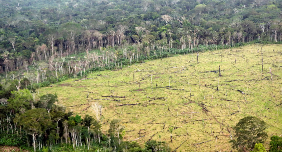 La deforestación mundial aumentó un 4%, según un informe. Foto: EFE.