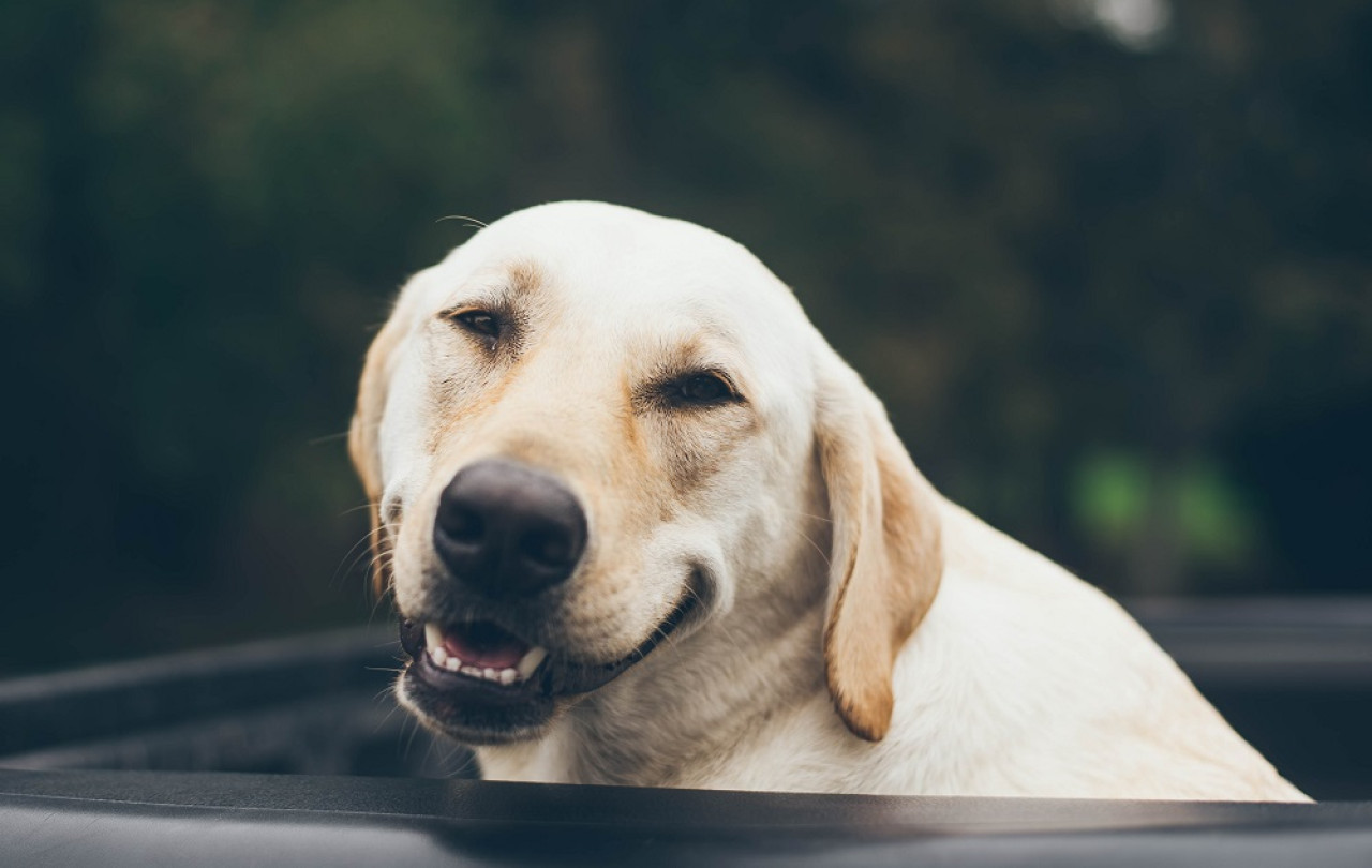 Las expresiones faciales de los perros no son similares a las de los humanos. Foto: Unsplash.