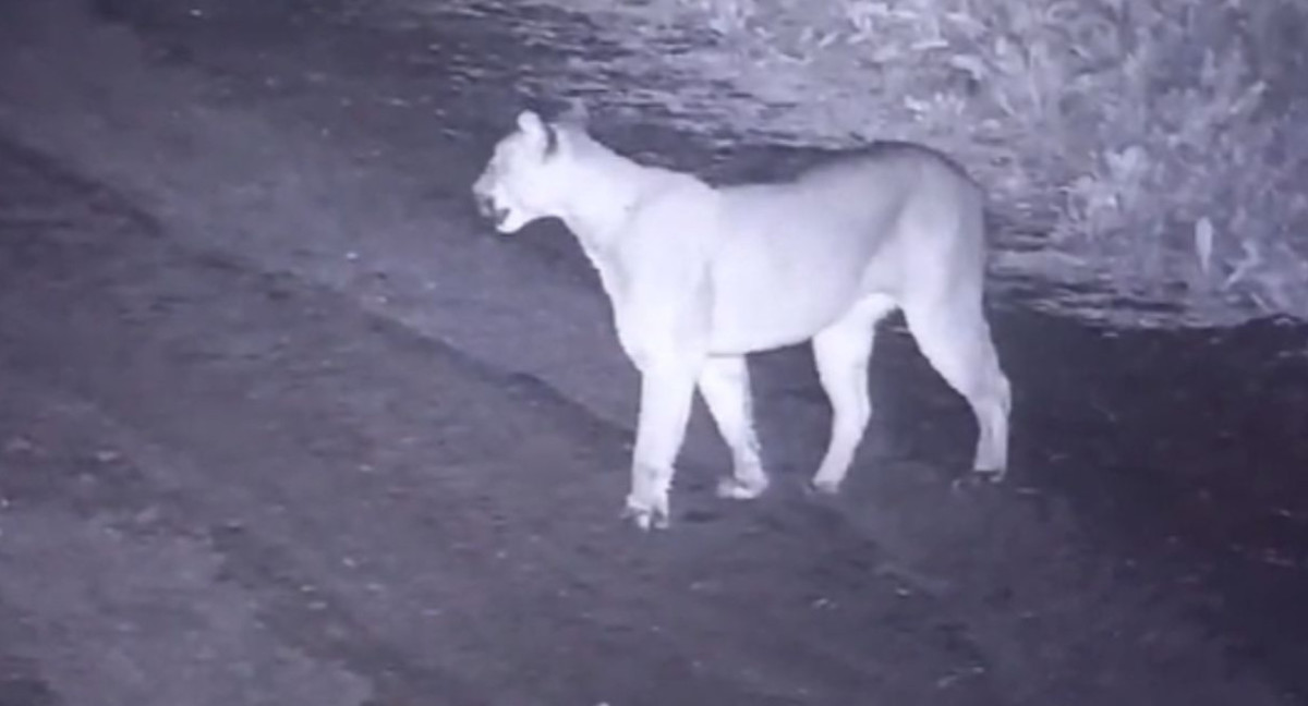 El puma visto en Canning. Foto: El Diario Sur.