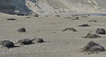 Bird flu outbreak in Argentine Antarctica. Photo: Photo by Viry Video.