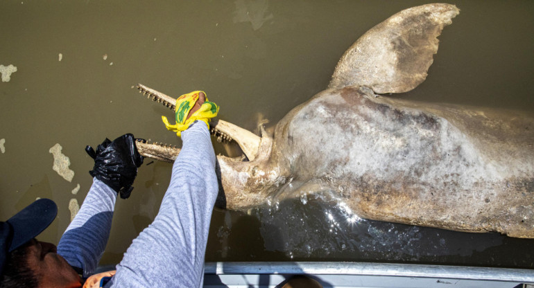 Delfines de río, en peligro de extinción. Foto: EFE