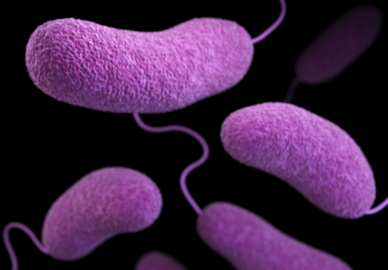 Alerta por el aumento de casos de bacterias carnívoras. Foto: Unsplash