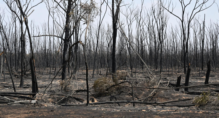 Incendios forestales en Australia. Foto: EFE.