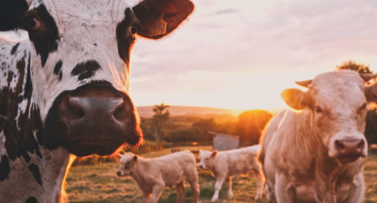 Vacas. Foto Unsplash.