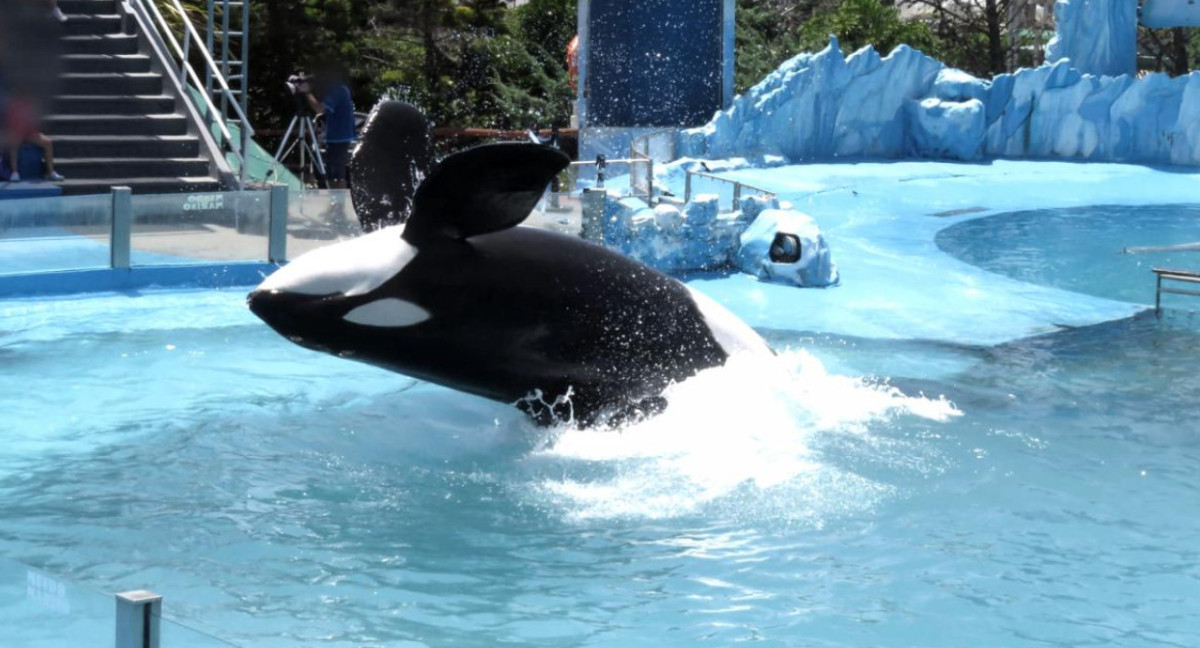 Preocupación por Kshamenk, la orca que vive en Mundo Marino: pidieron  información sobre su estado de salud | 26 Planeta - Medio Ambiente