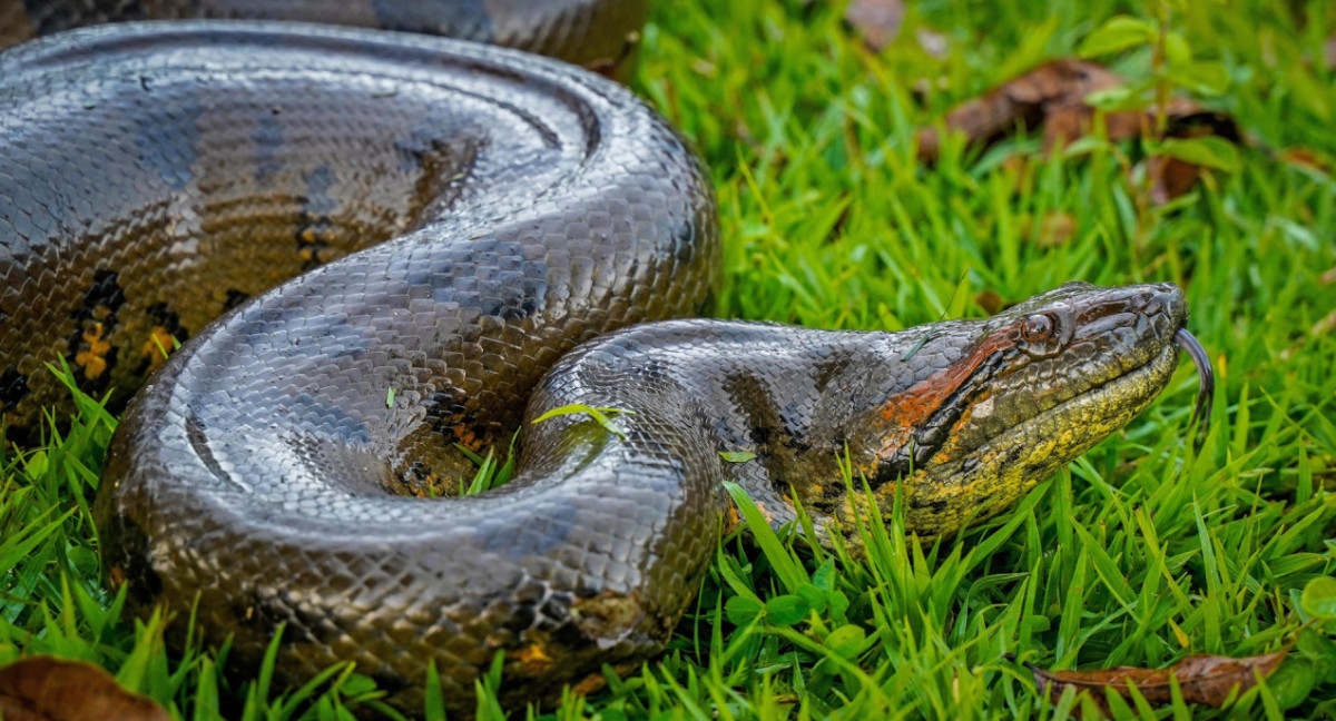 Rescataron una anaconda de cuatro metros en Colombia. Foto: EFE.