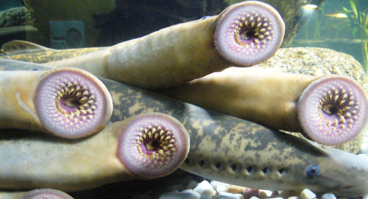 Lampreas en la Sala Maremagnum del Aquarium Finisterrae (Casa de los Peces), en La Coruña, Galicia, España. Foto: Wikipedia.