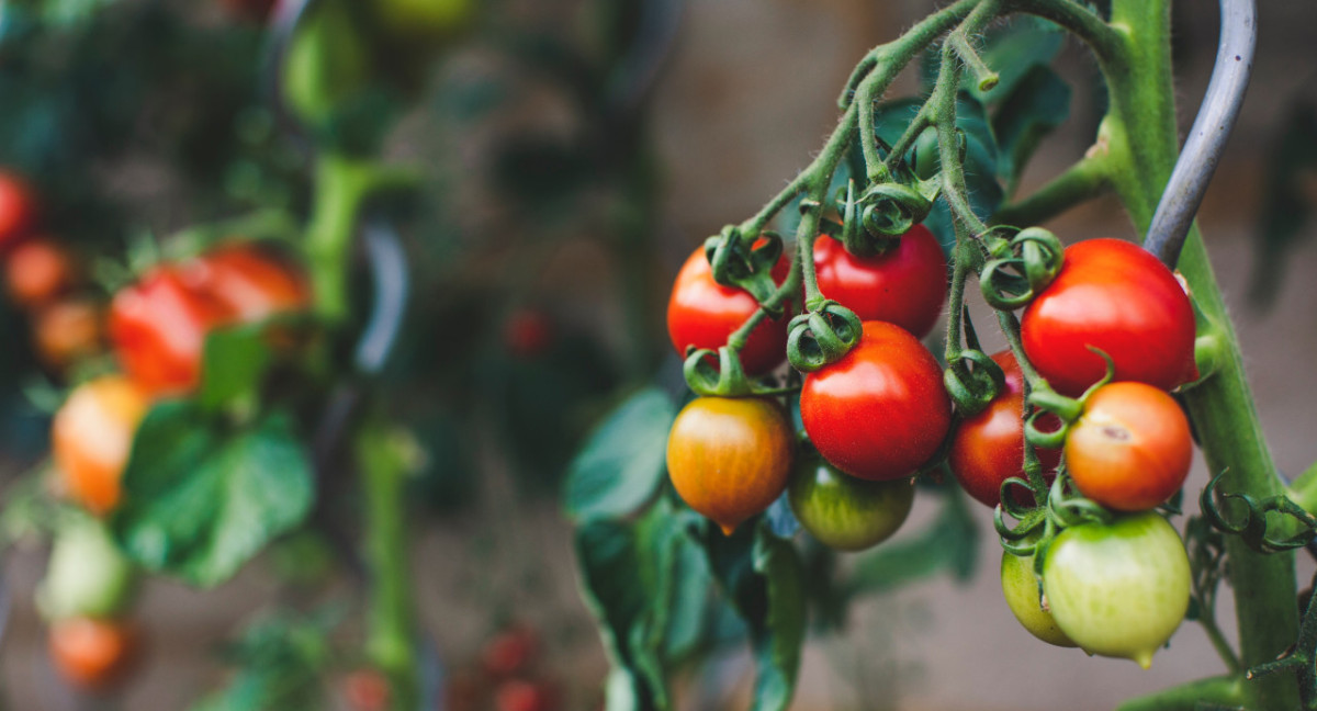 Nuevo producto argentino para eliminar toxinas de los alimentos. Foto: Unsplash