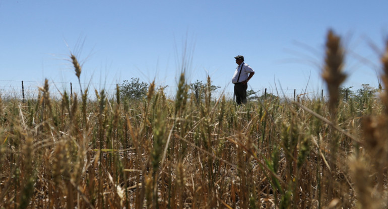 Cultivos de cobertura. Foto: Reuters