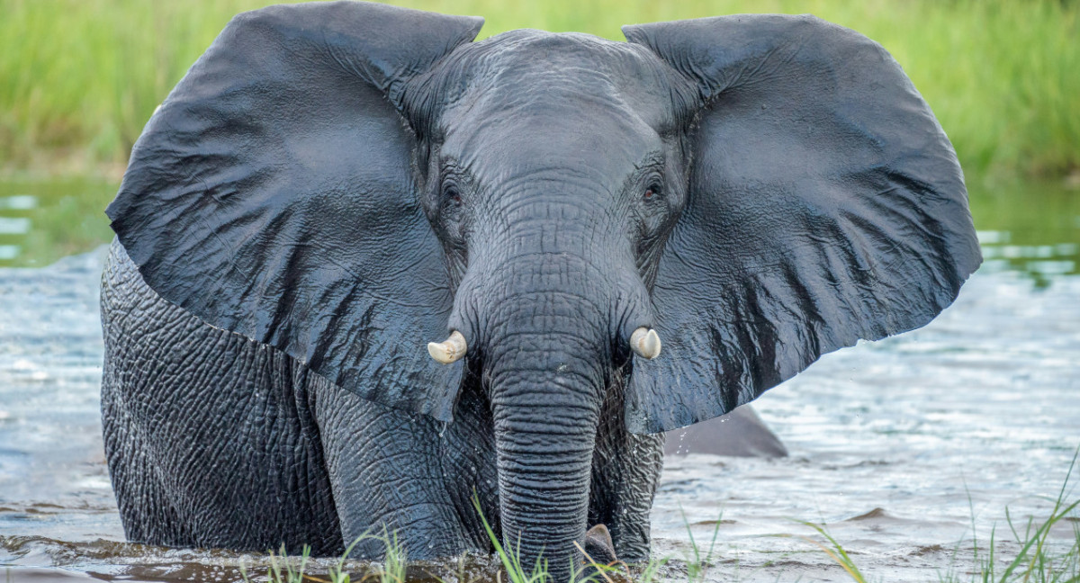 Elefante. Foto: Unsplash.