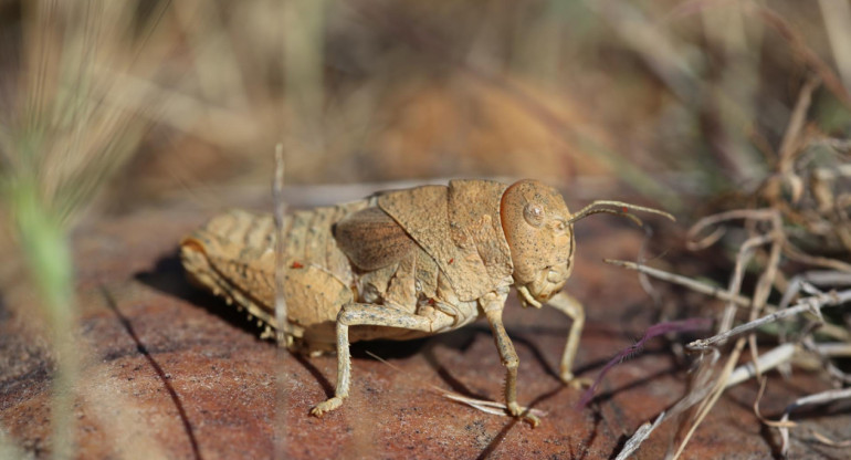 El saltamontes de la llanura de Crau (Prionotropis rhodanica), en peligro crítico, es endémico de la estepa de Crau, en el sur de Francia. EFE