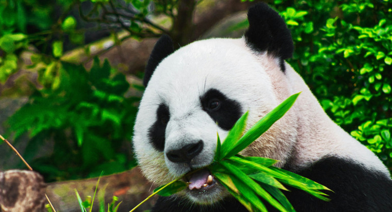 Oso panda. Foto Unsplash.