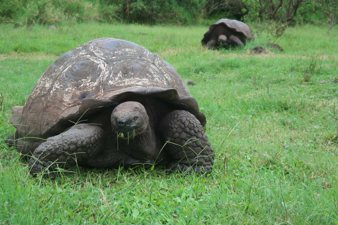 Tortugas gigantes de Galápagos. EFE