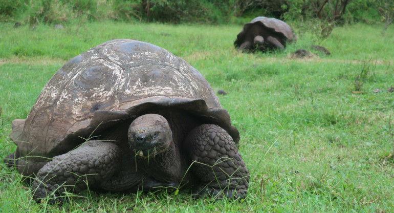 Tortugas gigantes de Galápagos. EFE