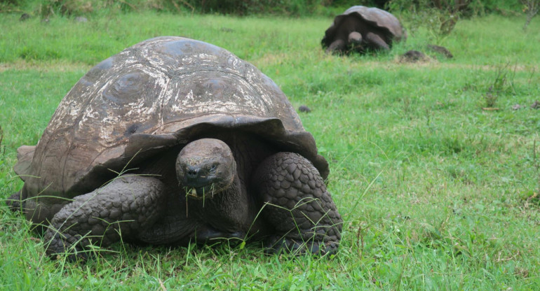 Tortugas gigantes de Galápagos. EFE