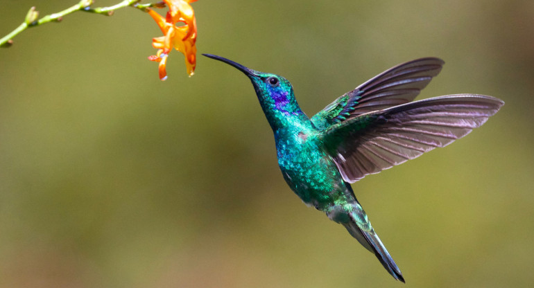 Colibrí de patas azules. Foto: Unsplash.