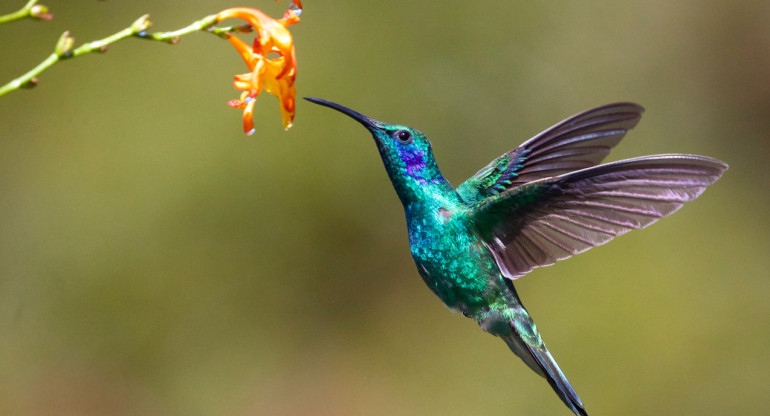 Colibrí de patas azules. Foto: Unsplash.