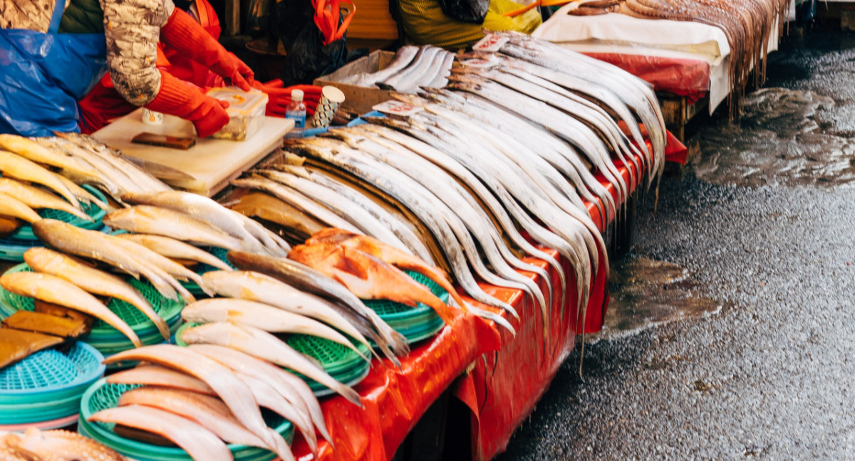 El congrio el pescado más beneficioso para los humanos. Foto: Unsplash