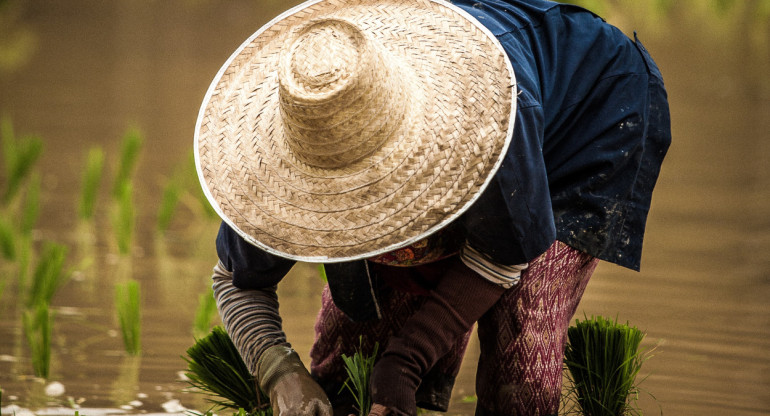 Brasil prevé un descenso del 2,8 % en su cosecha de 2024 por los impactos del clima. Foto: Unsplash