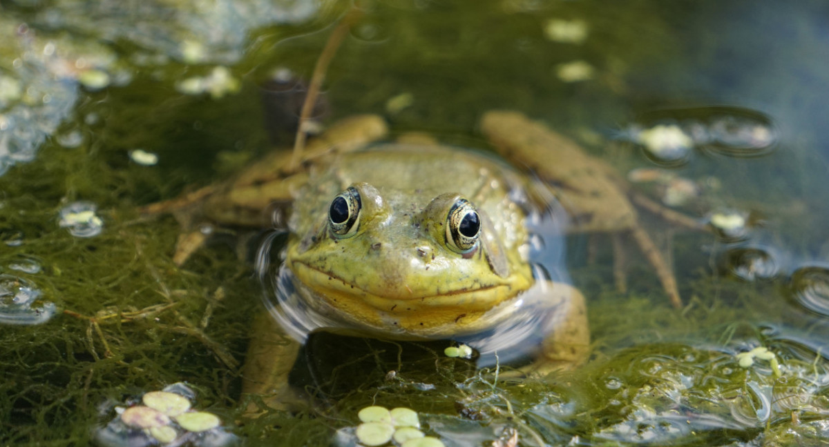 Una nueva especie de sapo hallada en Kenia revela la evolución de los anfibios africanos. Foto Unsplash.