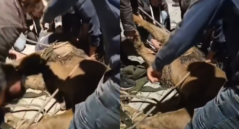 Así capturaban al león que se escapó de un circo. Foto: captura video.