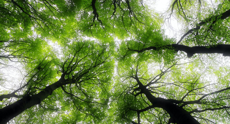 Recomiendan pasar tiempos en bosques para mejorar la salud. Foto: Unsplash.