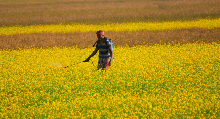 Pesticidas. Foto: Unsplash.