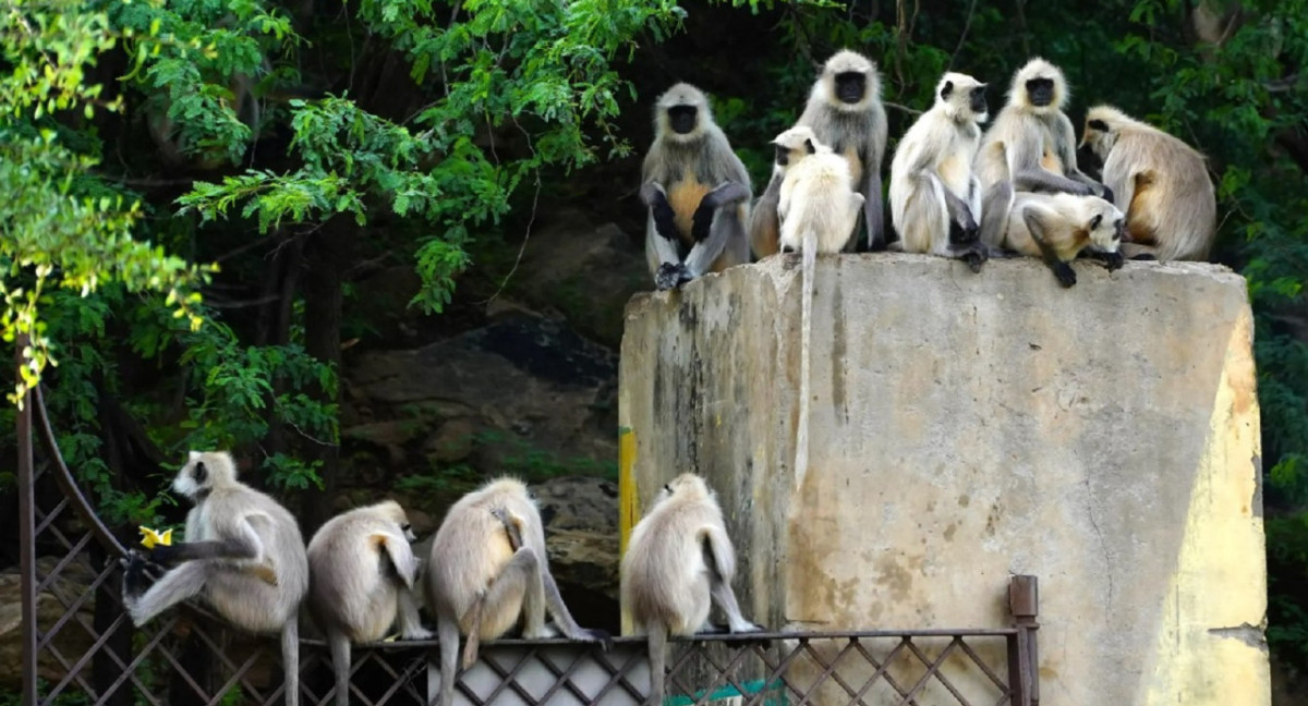 Monos langures matan a un niño en India. Foto: Twitter