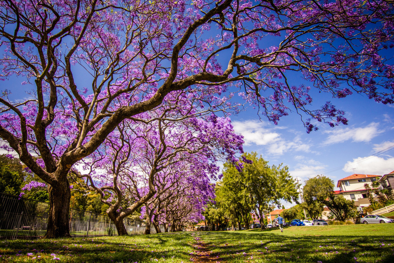 Jacarandá. Foto: Unsplash.