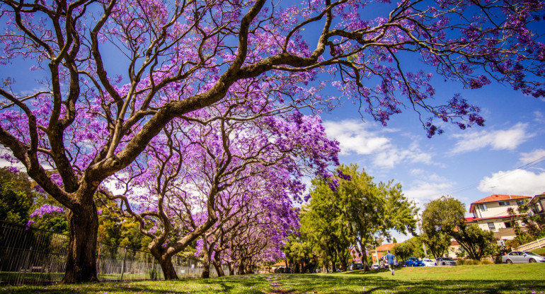 Jacarandá. Foto: Unsplash.