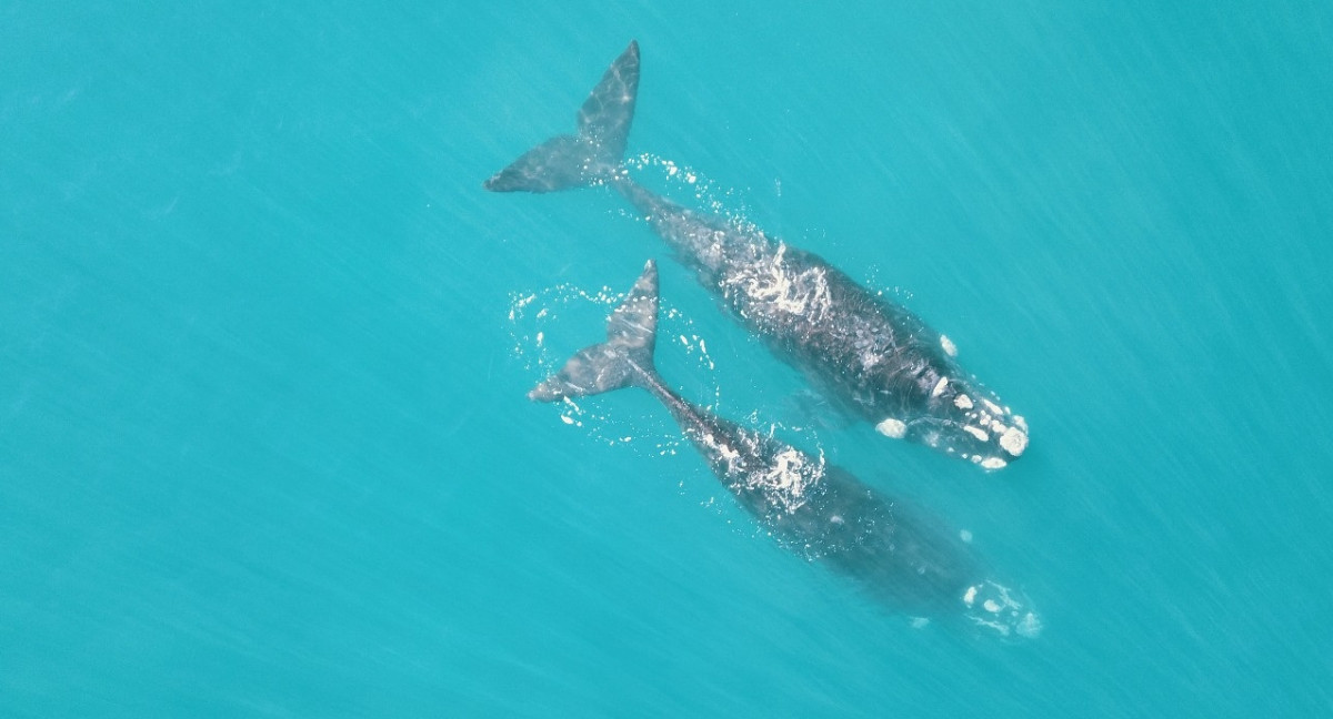 Ballena. Foto: Rewilding Argentina.