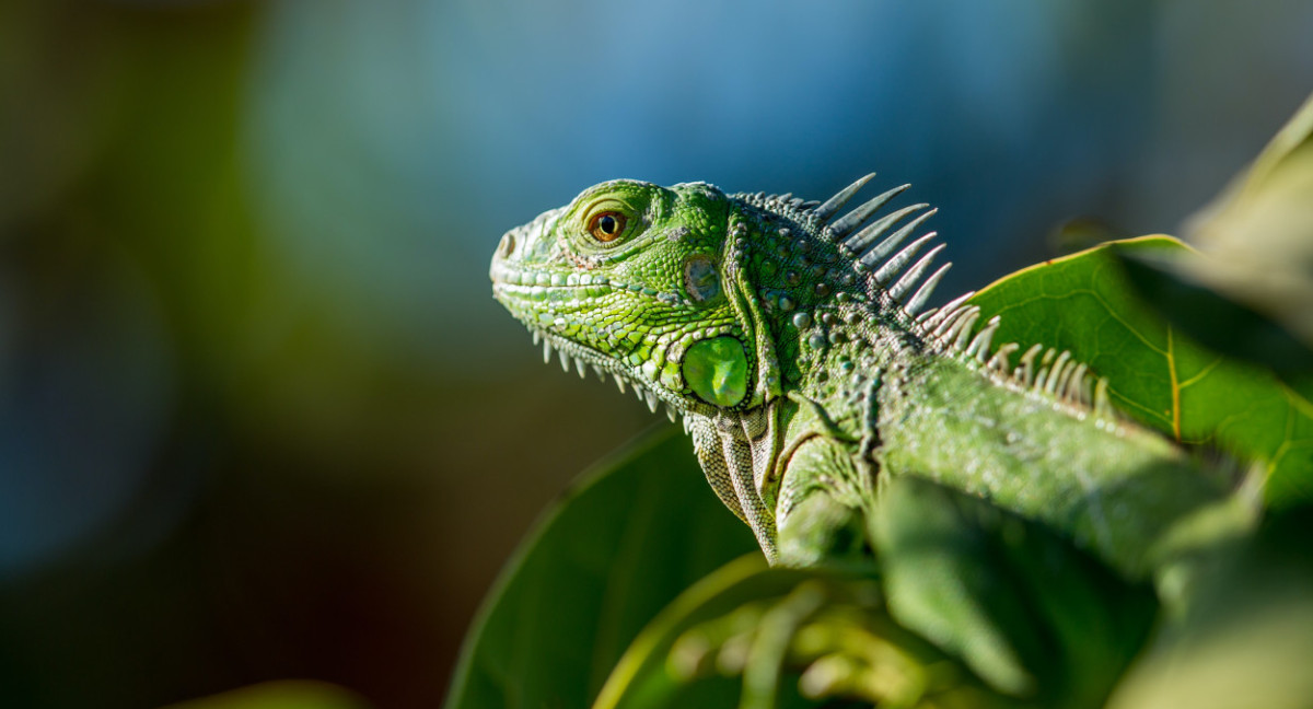 Invasión de iguanas en Tailandia. Foto: Unsplash.