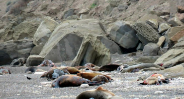 Gripe Aviar en lobos marinos. Foto: Télam.