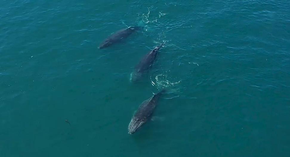 Ballenas Patagonia Azul. Foto: Rewilding Argentina