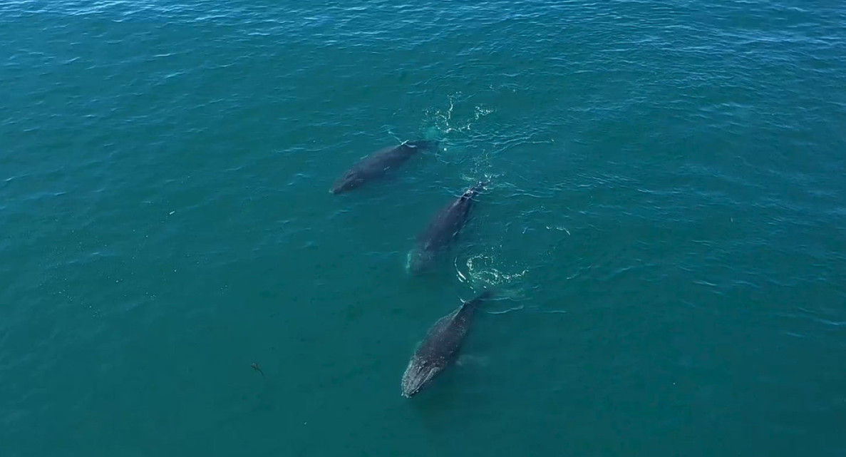 Ballenas Patagonia Azul. Foto: Rewilding Argentina