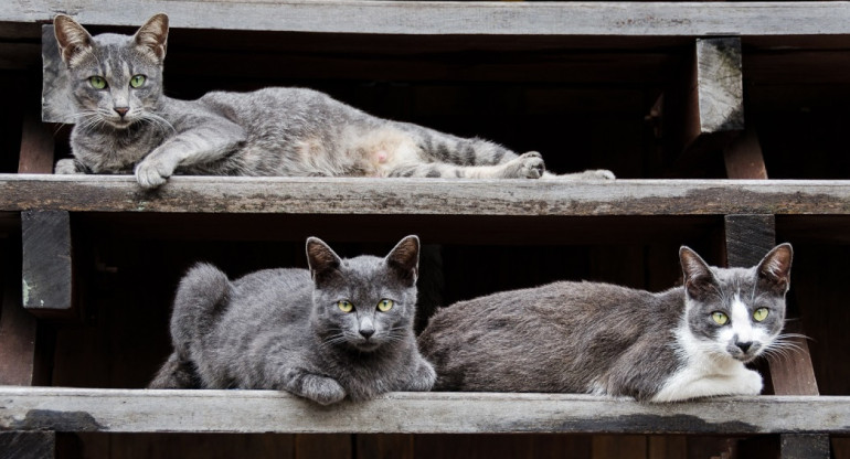 Ciudades dominadas por gatos. Foto: Unsplash.